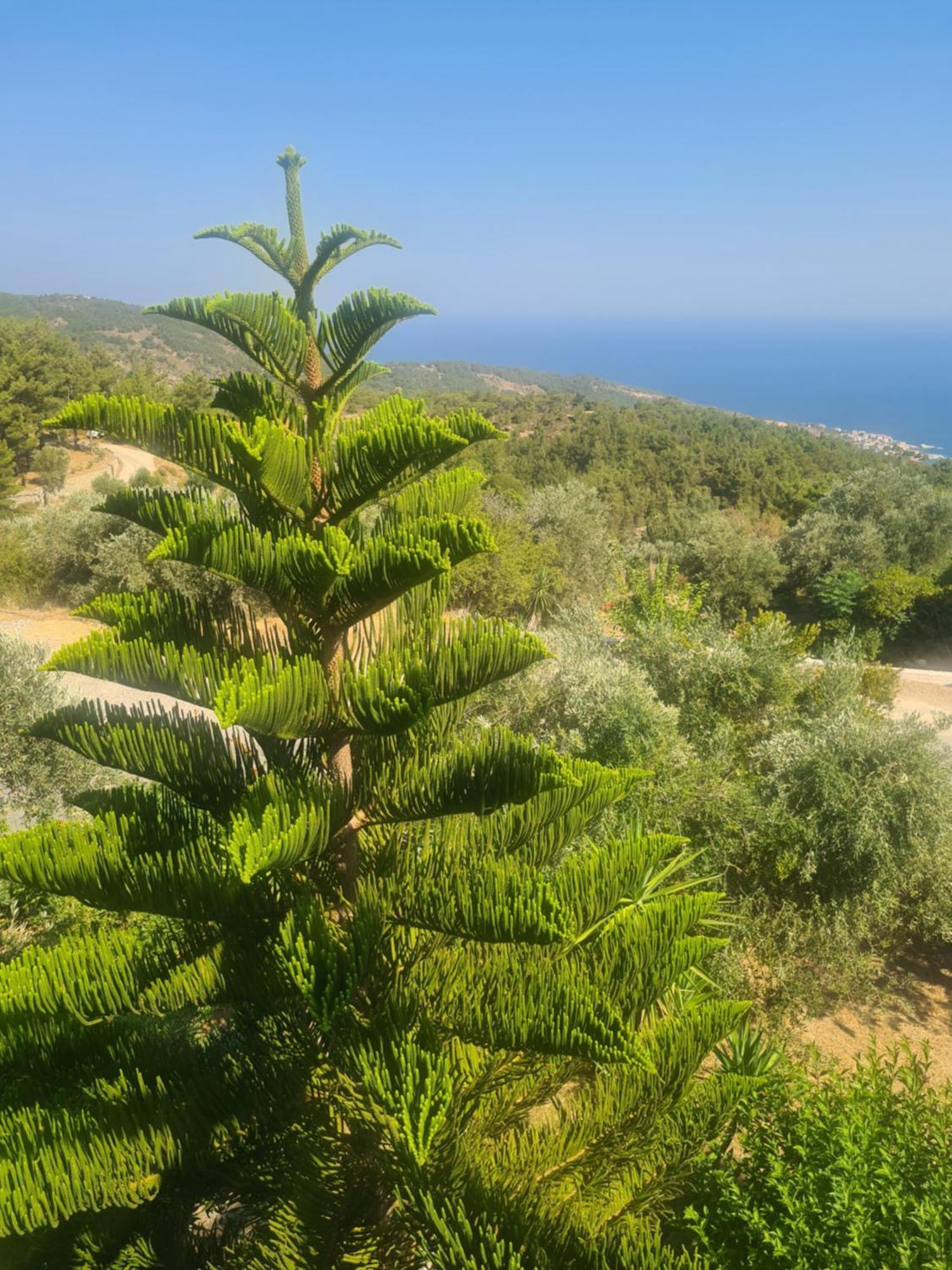 Spitikariotiko Panoramic Home Raches  Dış mekan fotoğraf